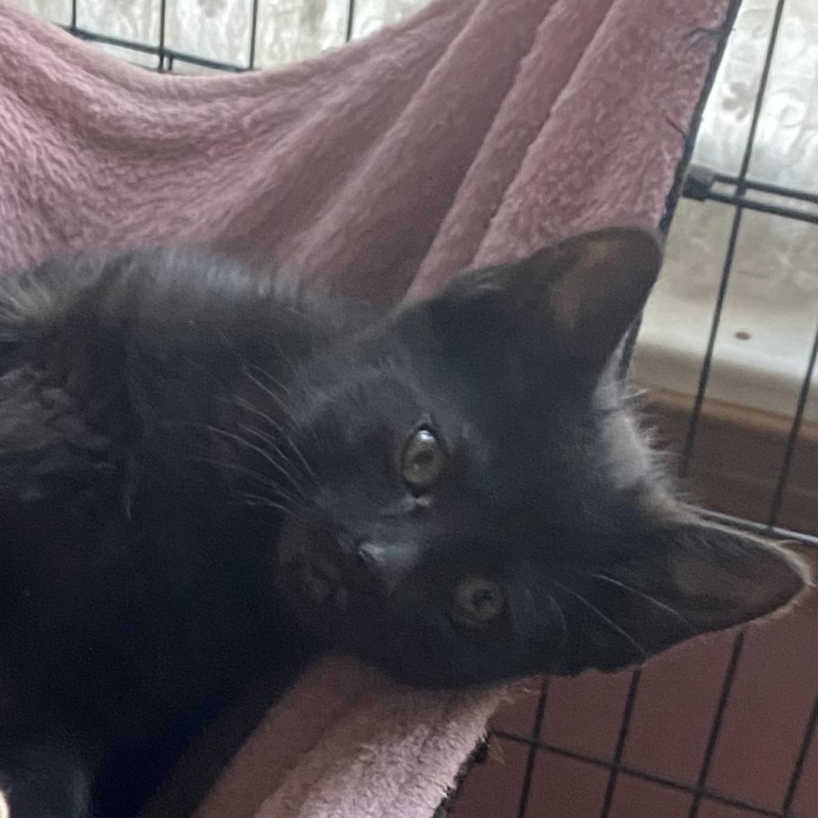 Mommypoeplus one, a ADOPTABLE Domestic Short Hair in Crofton, MD image 2/4