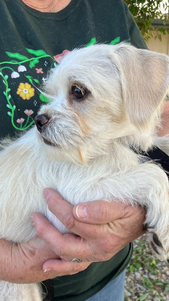 Arthur, Adoptable, Puppy Male Terrier.