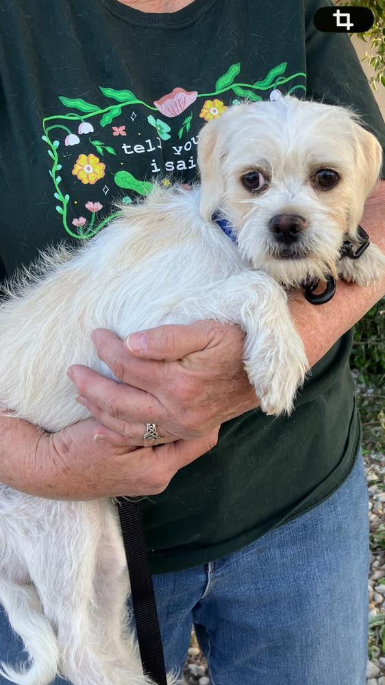 Enlarge Arthur, a Adoptable mixed breed in Boone, CO image 2/3