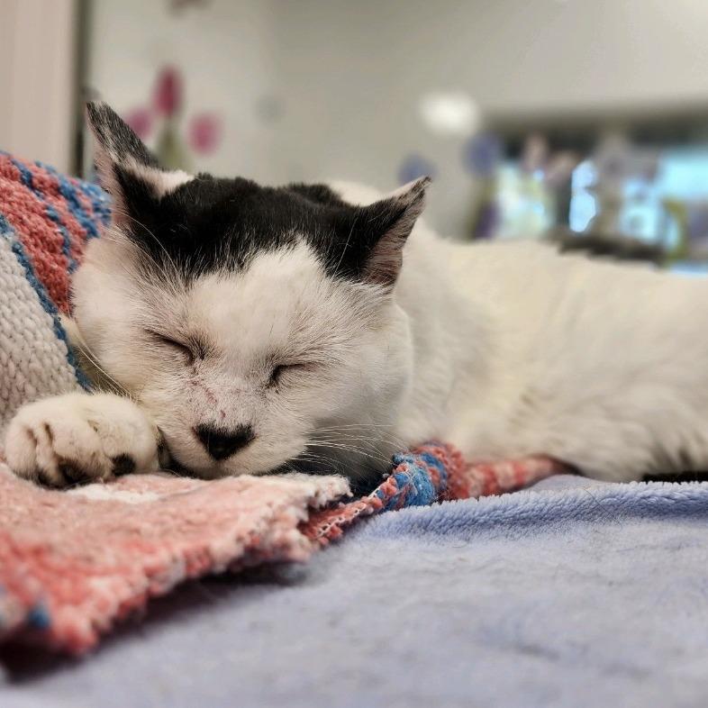 Bert 2026, Adoptable, Adult Male American Shorthair.