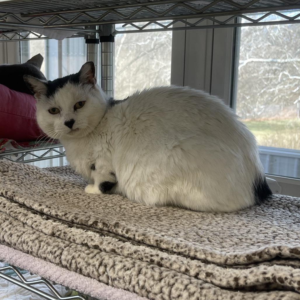 Enlarge Bert 2026, a Adoptable American Shorthair in Bensalem, PA image 2/6