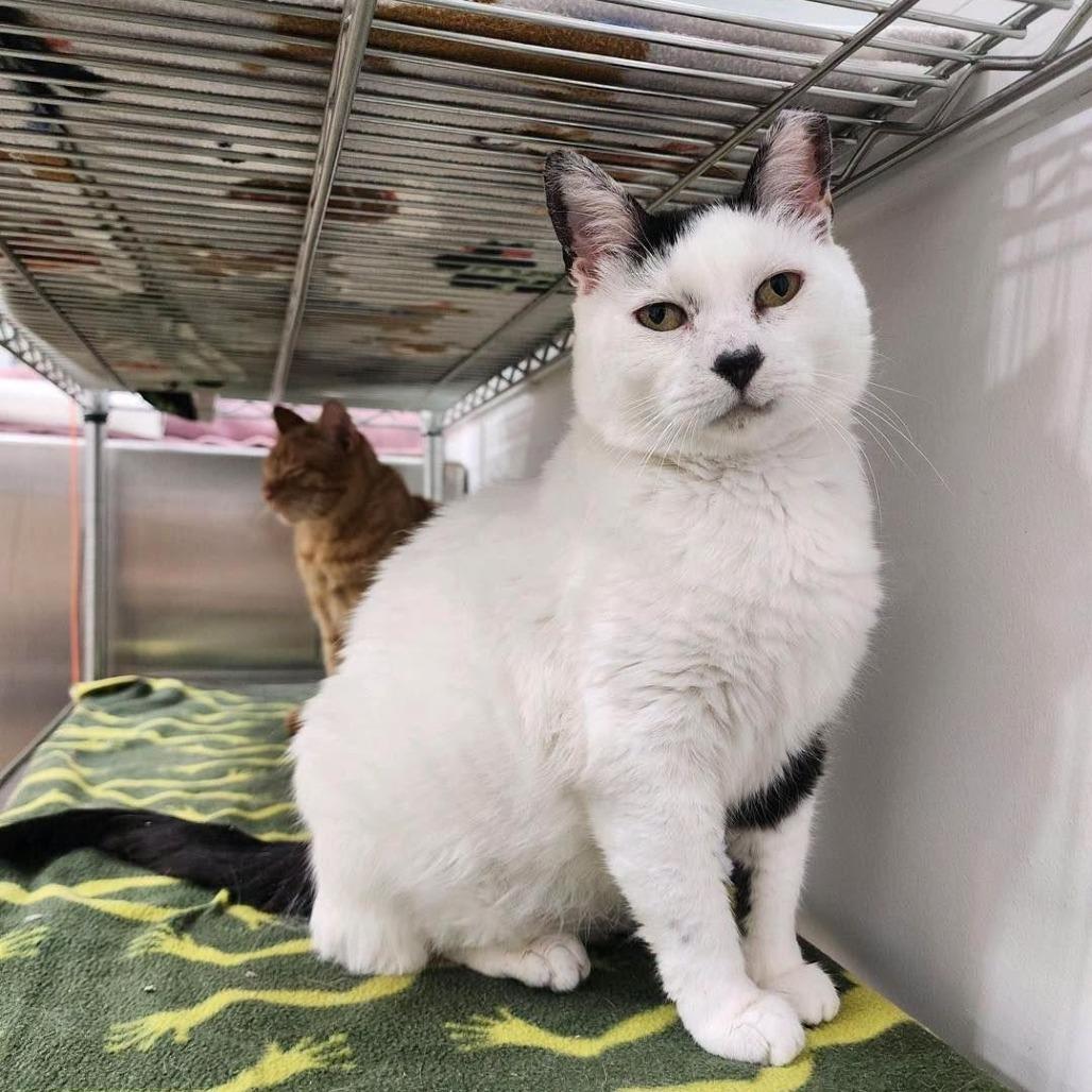 Enlarge Bert 2026, a Adoptable American Shorthair in Bensalem, PA image 3/6