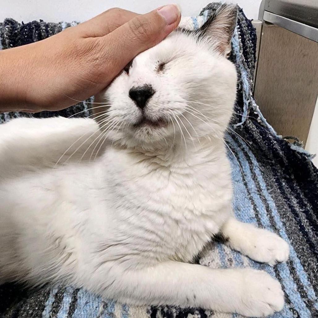 Enlarge Bert 2026, a Adoptable American Shorthair in Bensalem, PA image 4/6