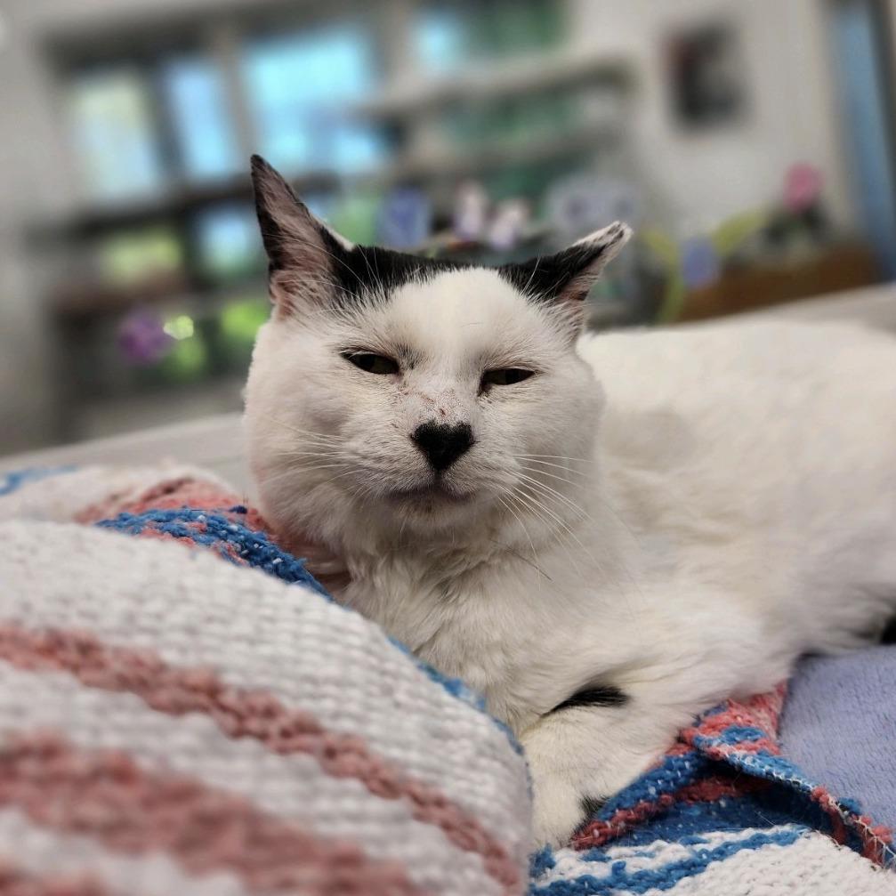 Enlarge Bert 2026, a Adoptable American Shorthair in Bensalem, PA image 5/6