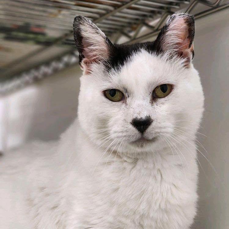 Enlarge Bert 2026, a Adoptable American Shorthair in Bensalem, PA image 6/6