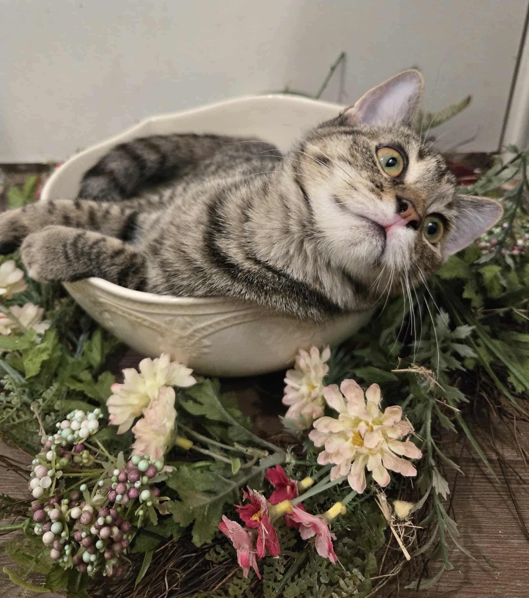 Enlarge Rose and Camilla, an adopted American Shorthair in Forney, TX image 1/3