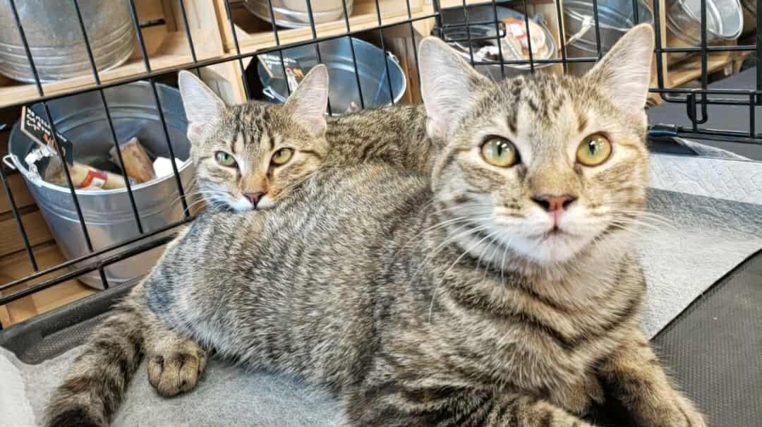 Enlarge Rose and Camilla, an adopted American Shorthair in Forney, TX image 2/3