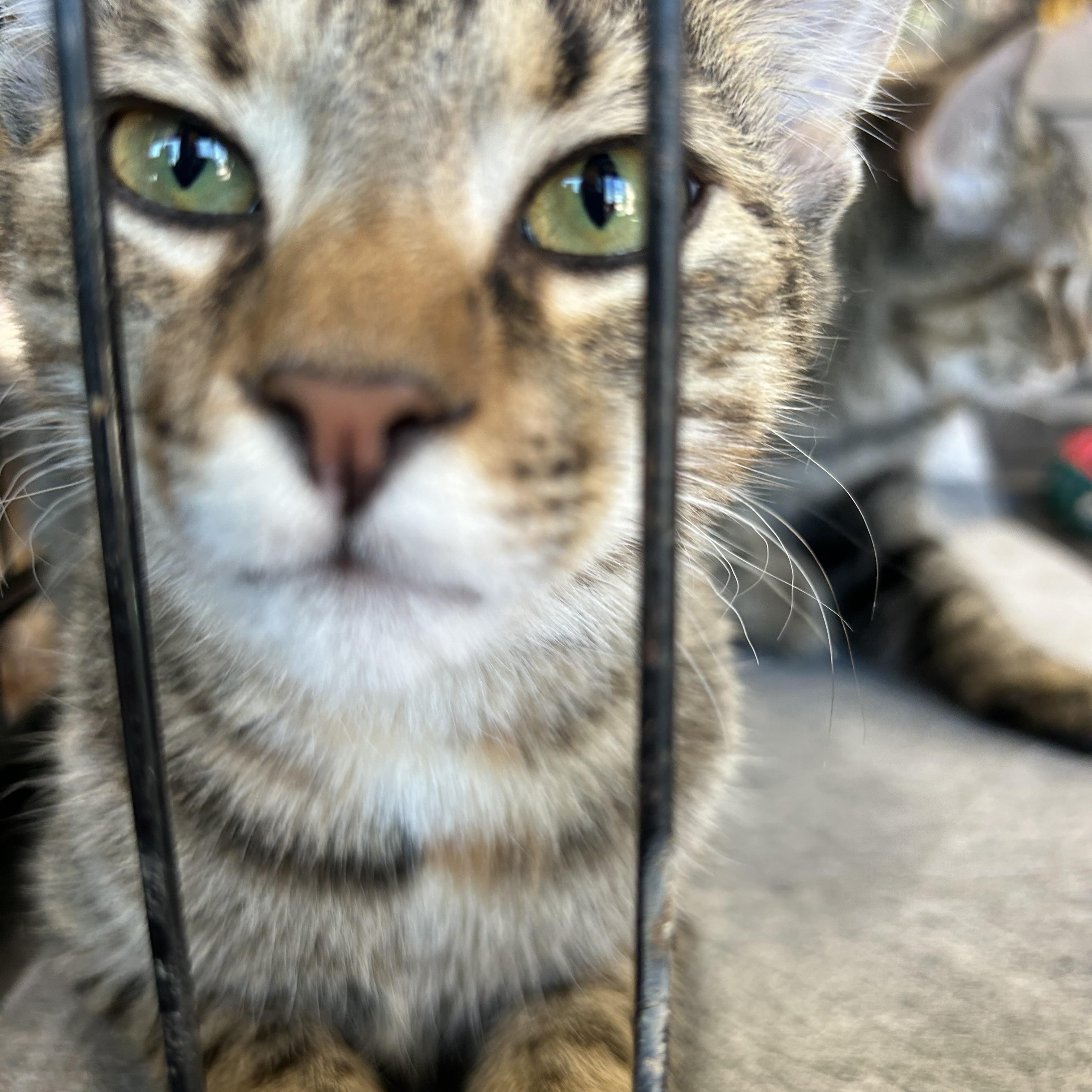 Enlarge Rose and Camilla, an adopted American Shorthair in Forney, TX image 3/3