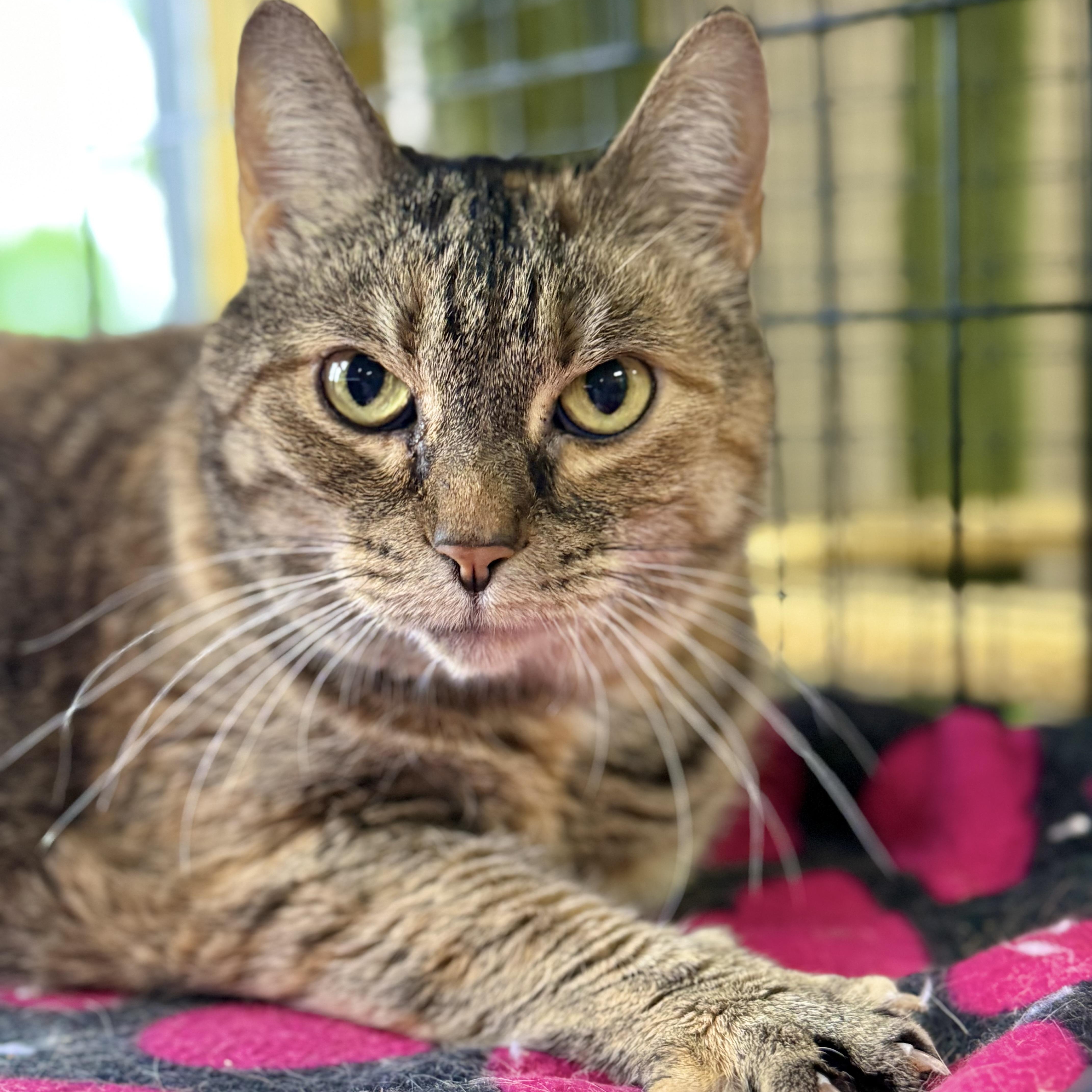 Brie, ADOPTABLE, Adult Female Torbie.