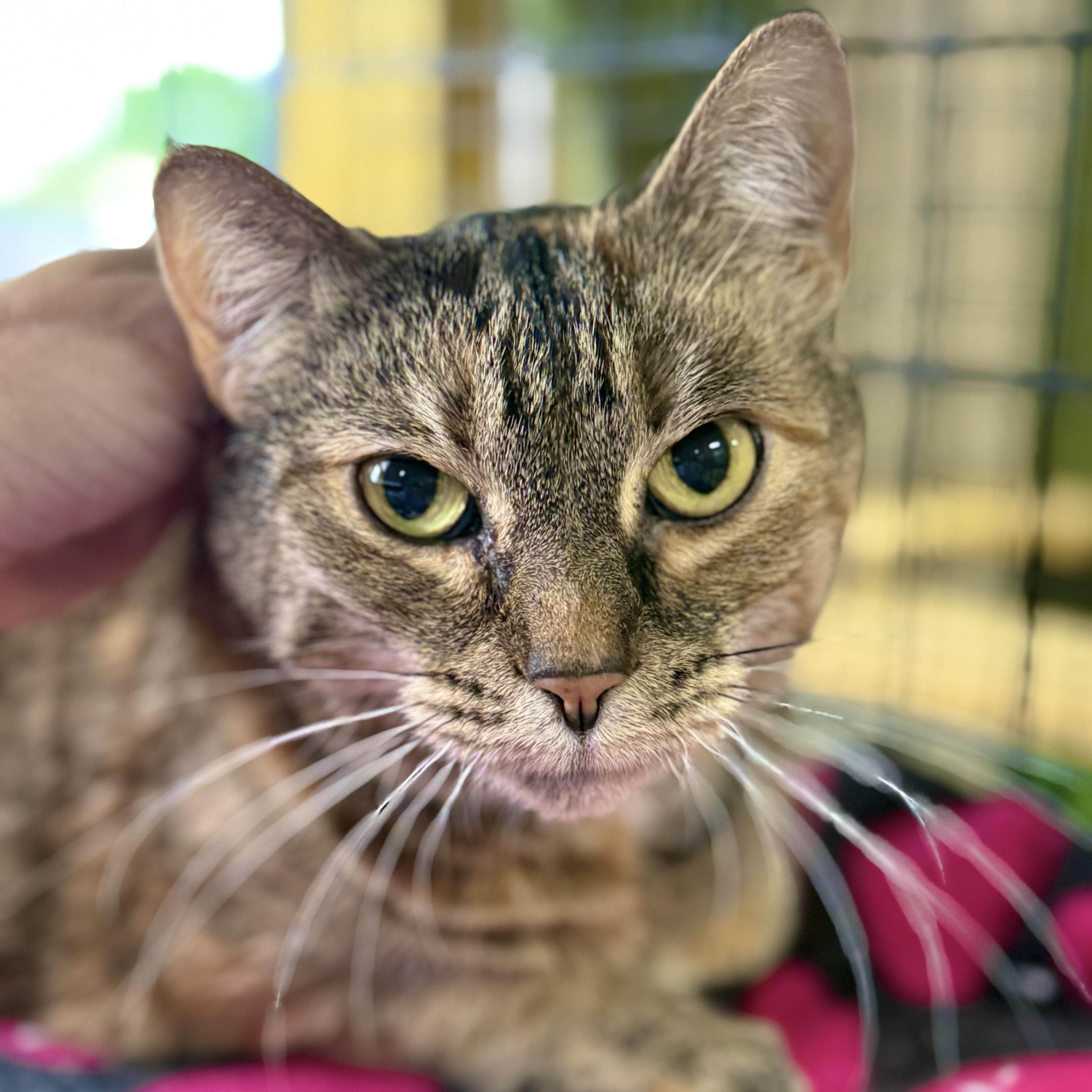 Enlarge Brie, a ADOPTABLE Torbie in Collierville, TN image 2/3
