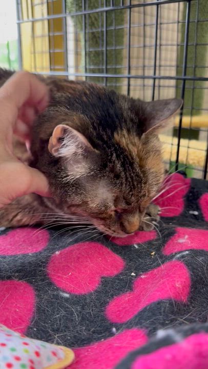 Enlarge Brie, a ADOPTABLE Torbie in Collierville, TN video 3/3