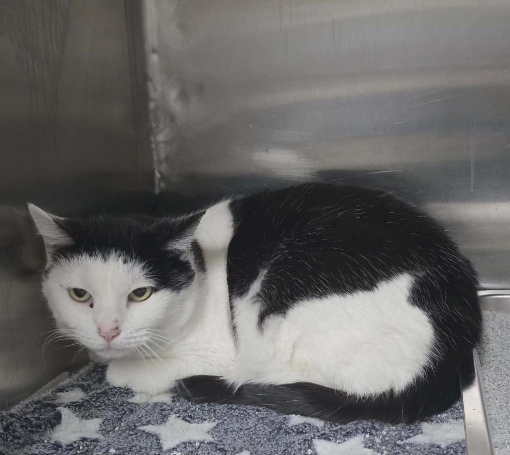 Charlie, Adoptable, Senior Female Domestic Short Hair.