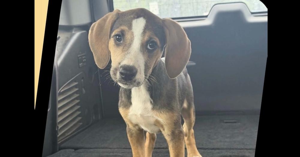 AAD New Arrival!  Casey - 26144, Adoptable, Puppy Female Hound & Bloodhound.
