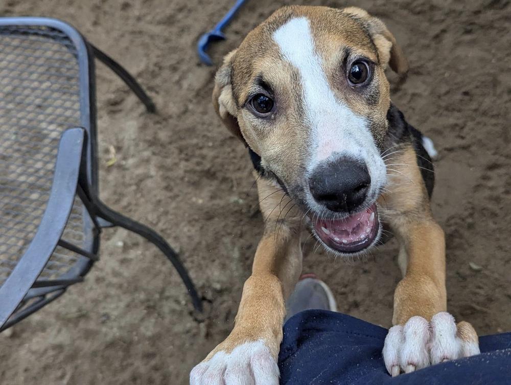Enlarge AAD New Arrival!  Casey - 26144, a Adoptable mixed breed in Armonk, NY image 2/2