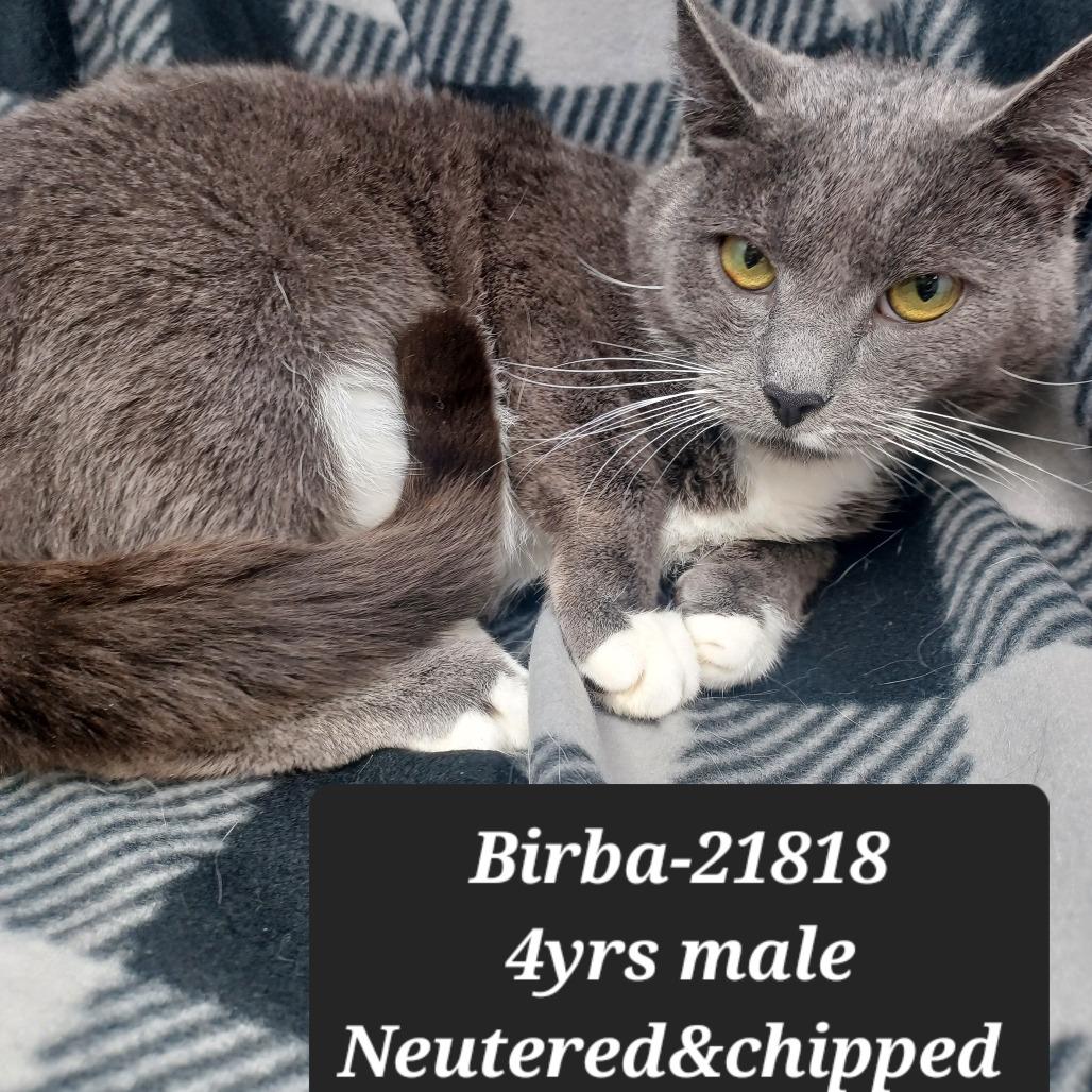 Enlarge Birba, a Adoptable mixed breed in New Tazewell, TN image 1/1