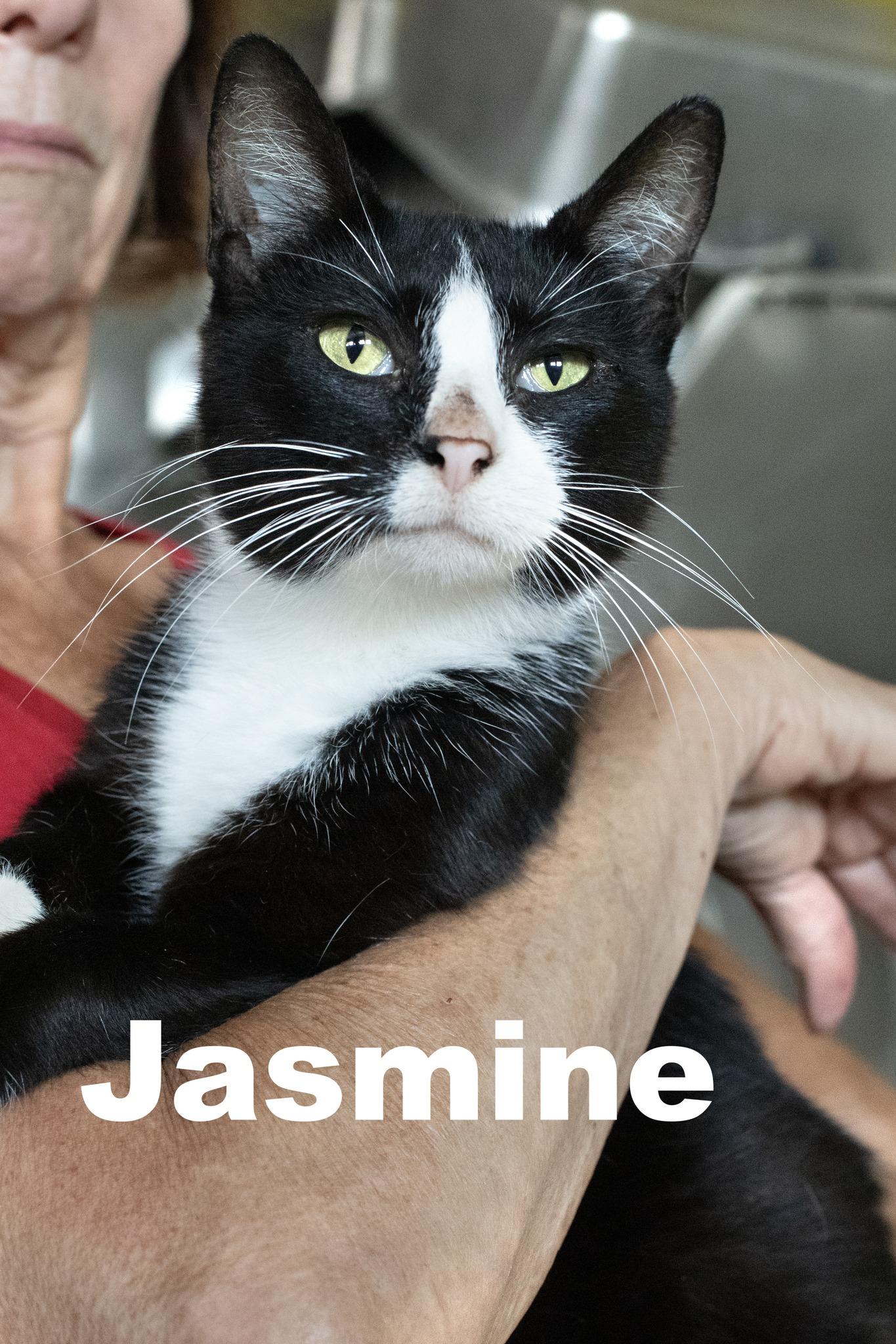 Enlarge Jasmine, a Adoptable Tuxedo in Macomb, IL image 1/1