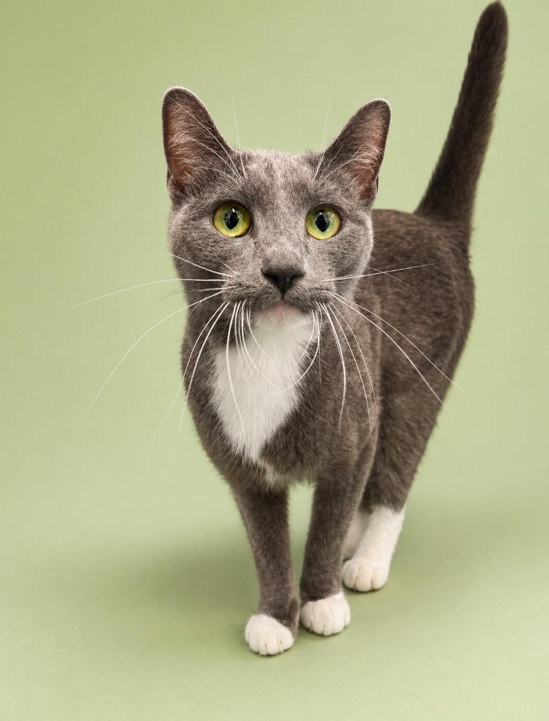 Wendy, Adoptable, Young Female Domestic Short Hair.