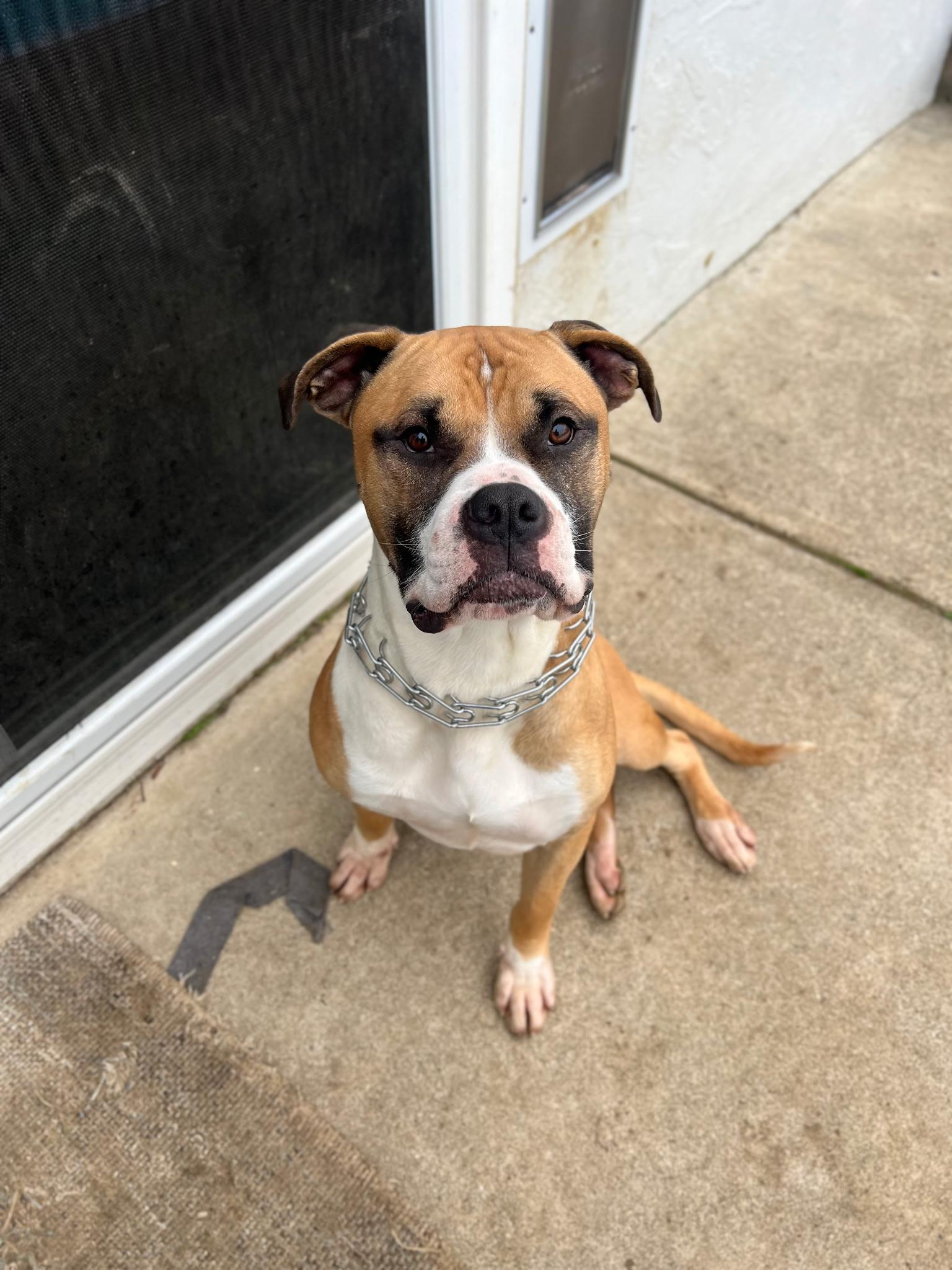 Cooper, a ADOPTABLE mixed breed in Newcastle, CA image 1/6