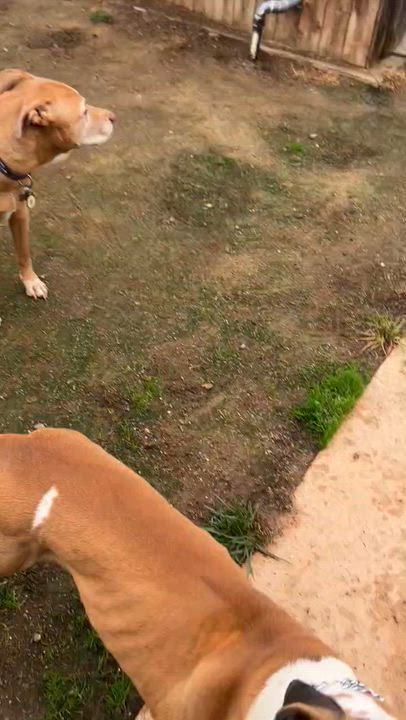 Enlarge Cooper, a ADOPTABLE mixed breed in Newcastle, CA video 4/6