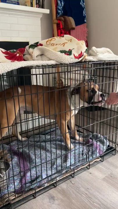 Enlarge Cooper, a ADOPTABLE mixed breed in Newcastle, CA video 6/6