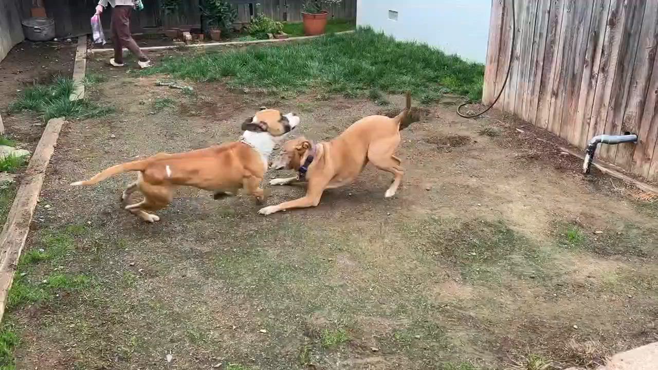 Enlarge Cooper, a ADOPTABLE mixed breed in Newcastle, CA video 3/6