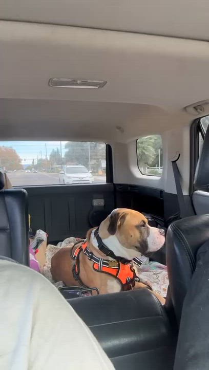 Enlarge Cooper, a ADOPTABLE mixed breed in Newcastle, CA video 5/6