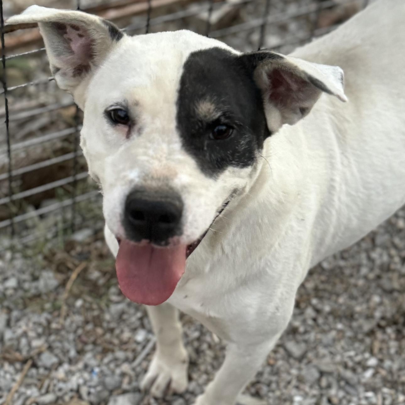 Enlarge Niko, a Adoptable mixed breed in Chesterfield, MO image 2/3