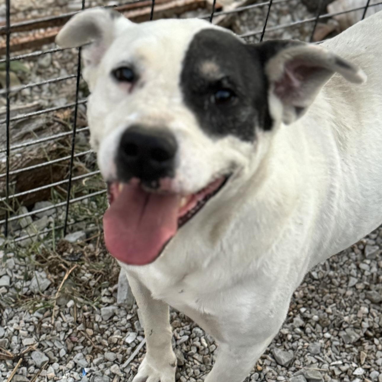 Enlarge Niko, a Adoptable mixed breed in Chesterfield, MO image 1/3
