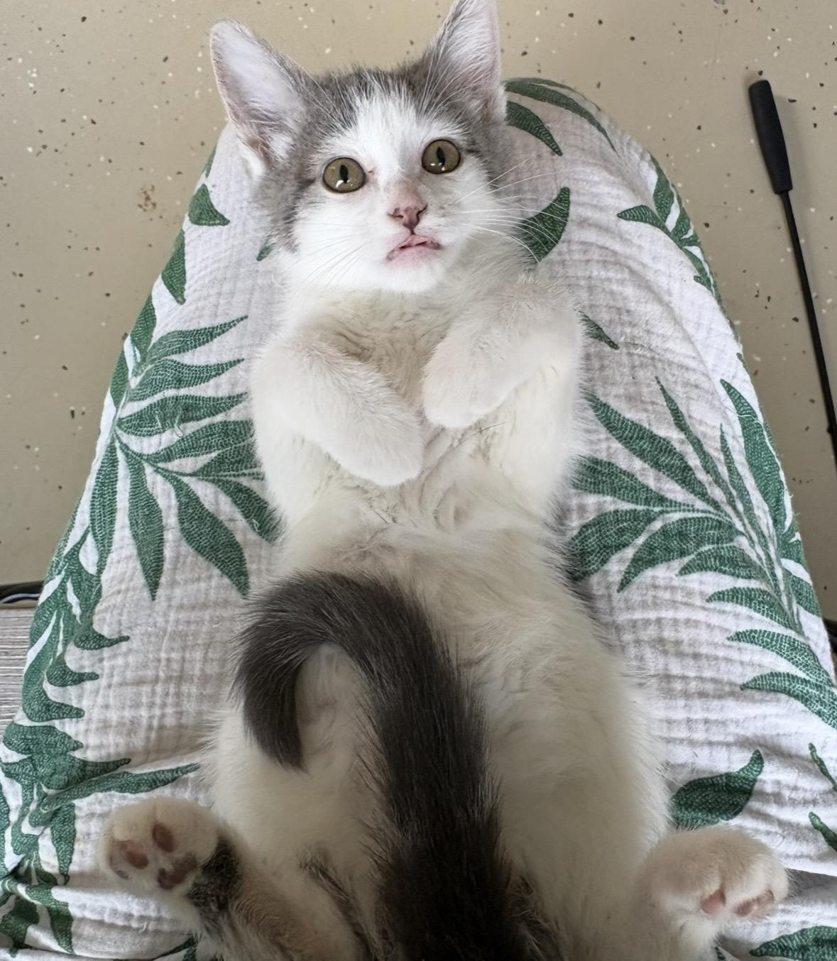 Cloudy, Adoptable, Young Female Tabby.