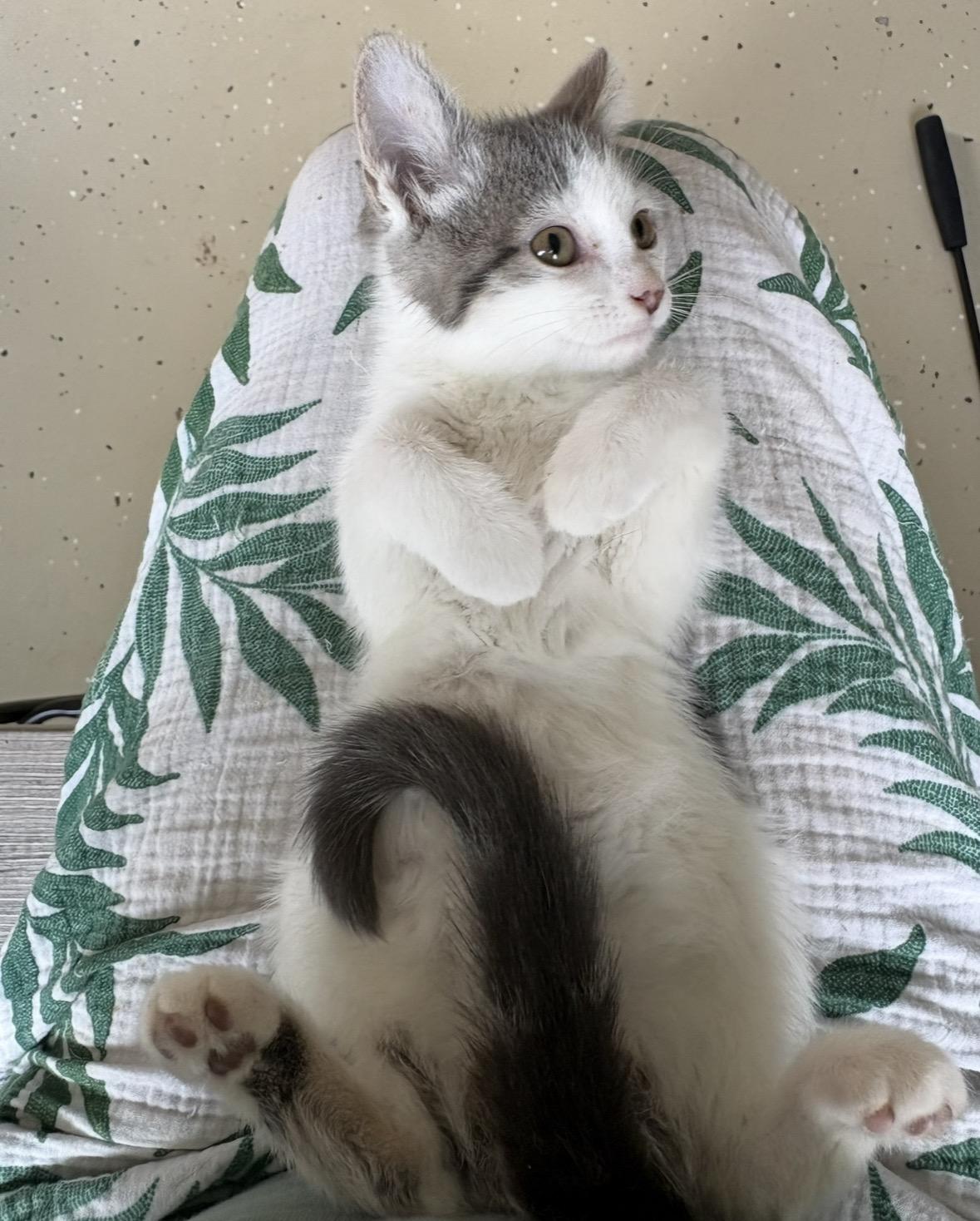 Enlarge Cloudy, a Adoptable mixed breed in Little Falls, MN image 3/4
