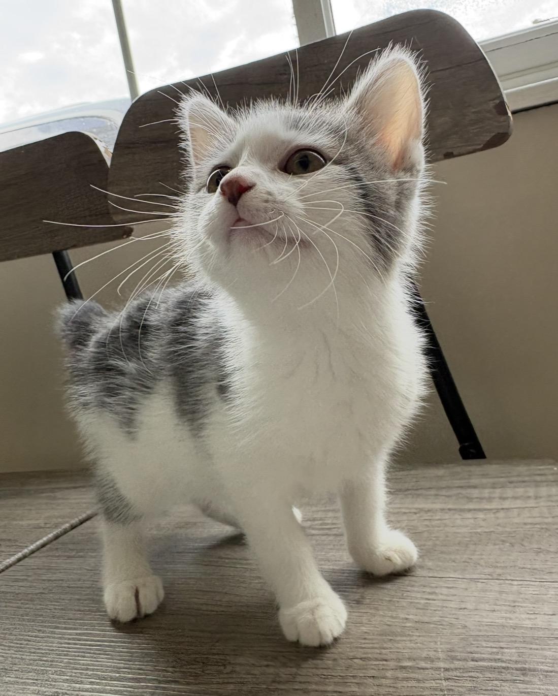 Enlarge Cloudy, a Adoptable mixed breed in Little Falls, MN image 2/4