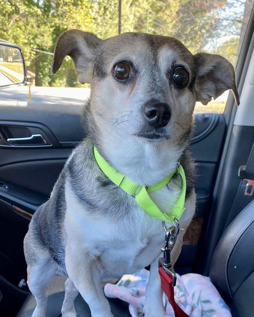 Enlarge Chancey, a Adoptable mixed breed in East Point, GA image 2/3