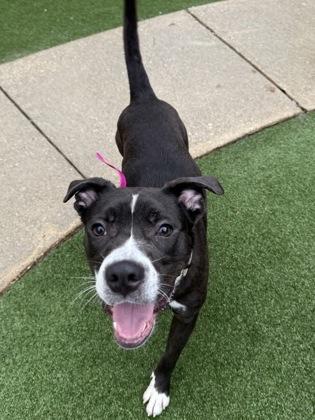 Beans, Adoptable, Adult Female Pit Bull Terrier & Mixed Breed.