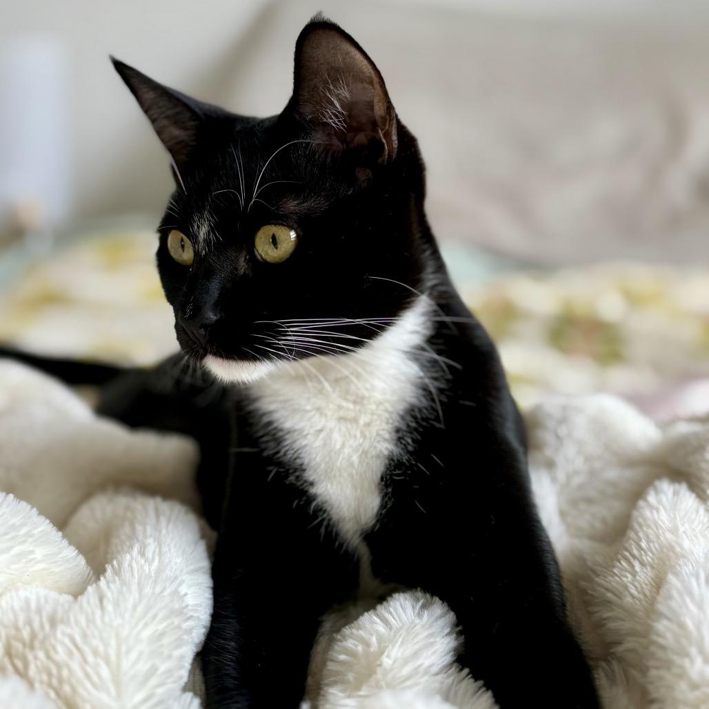 Enlarge Maxwel, a Adoptable Domestic Short Hair in Tustin, CA image 2/3
