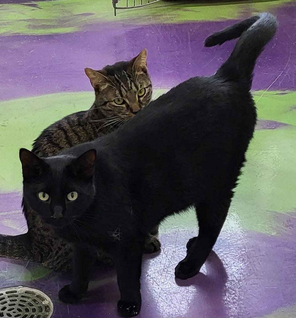 Moses, a Adoptable Domestic Short Hair in Anna, IL image 1/5