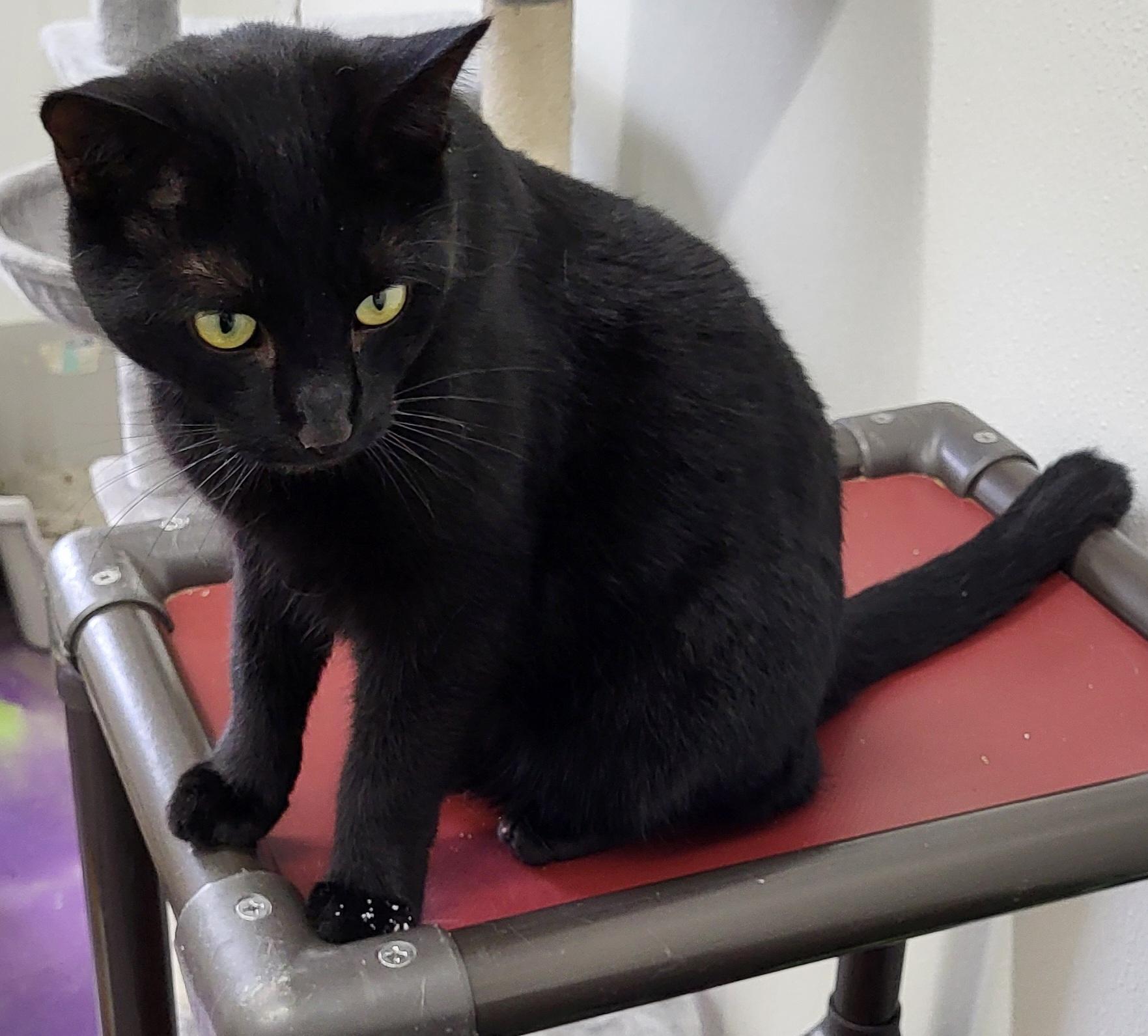 Moses, a Adoptable Domestic Short Hair in Anna, IL image 2/5