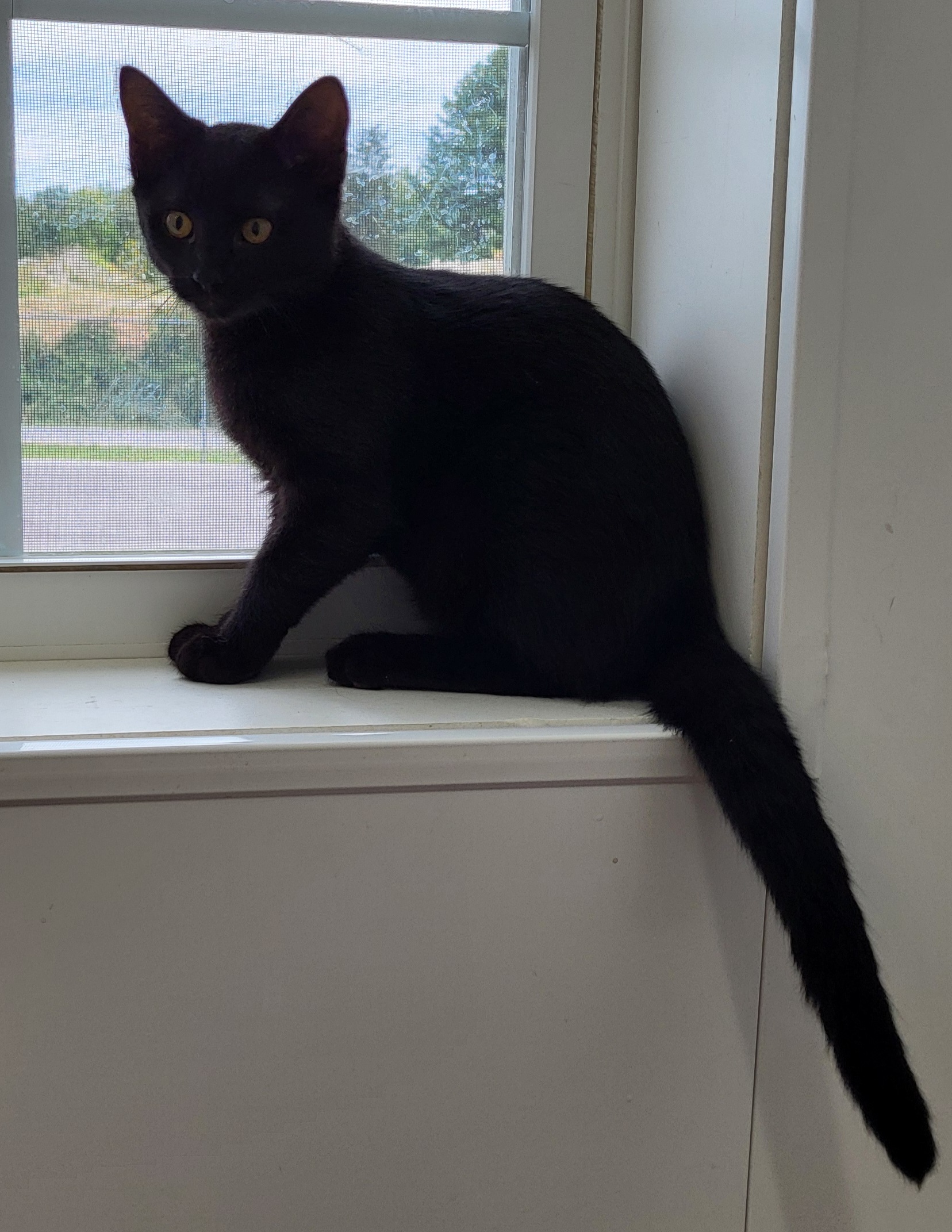 Moses, Adoptable, Kitten Male Domestic Short Hair.