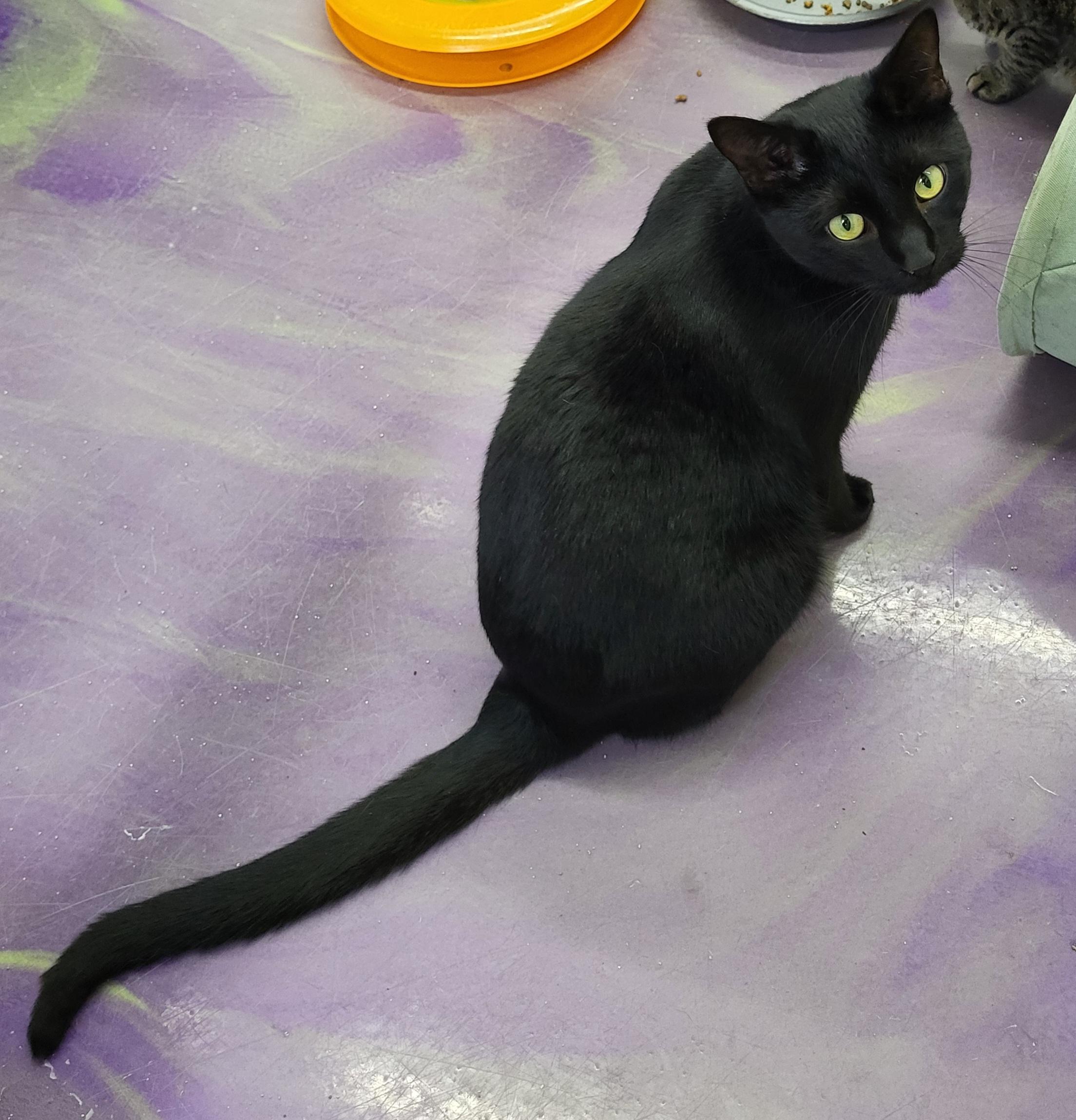 Moses, a Adoptable Domestic Short Hair in Anna, IL image 3/5