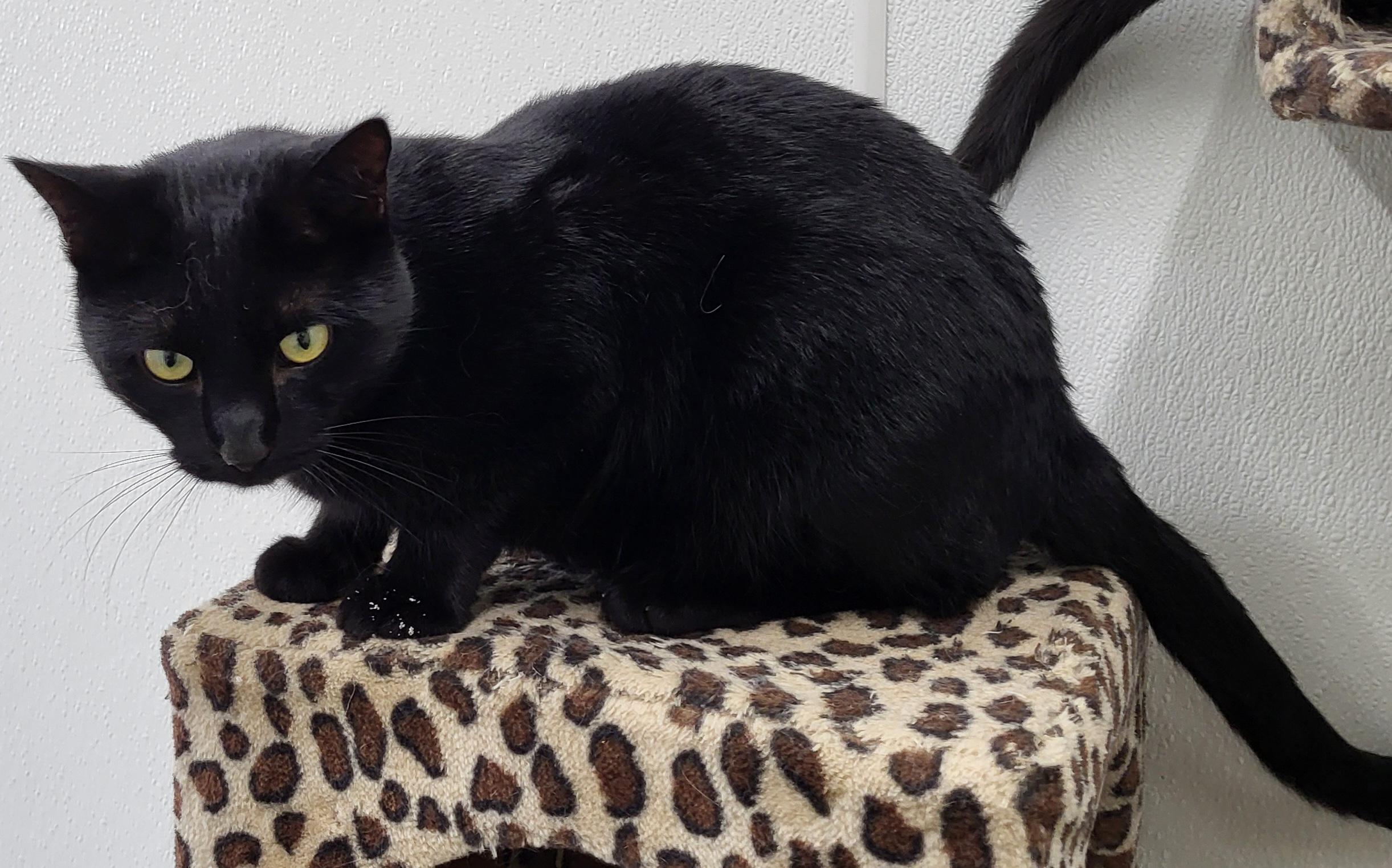 Moses, a Adoptable Domestic Short Hair in Anna, IL image 4/5