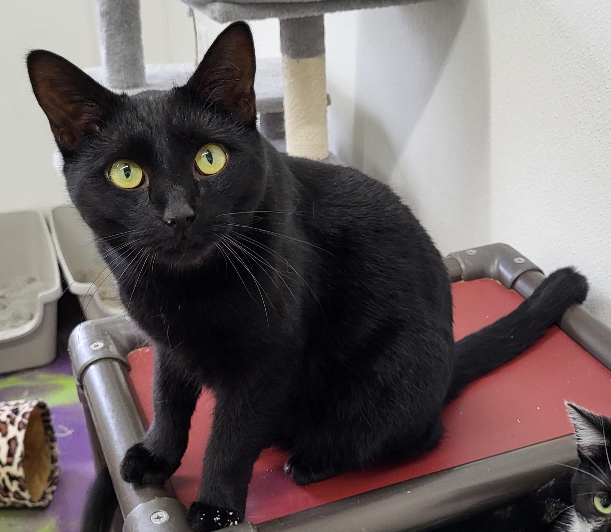 Moses, a Adoptable Domestic Short Hair in Anna, IL image 5/5