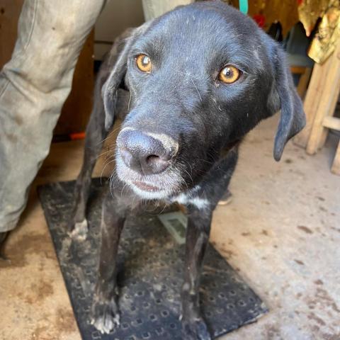 APM-Stray-ap5, an adoptable Black Labrador Retriever in Tucson, AZ_image-1