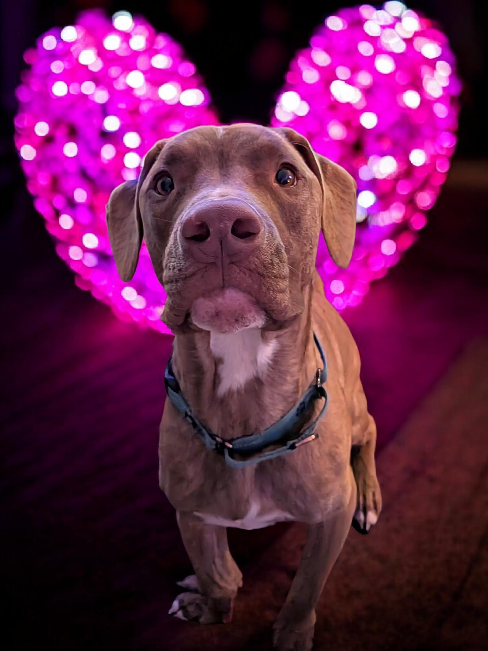 Enlarge Chip, a Adopted mixed breed in Auburn, GA image 3/3
