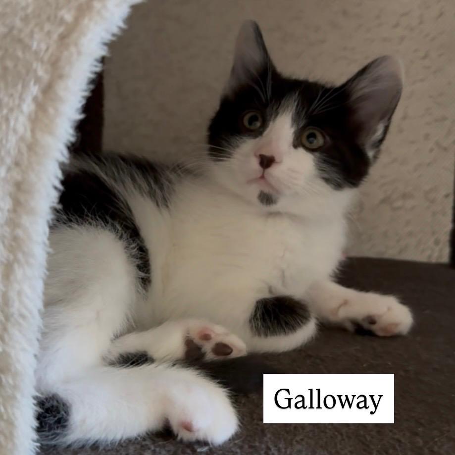 Galloway, a Adoptable mixed breed in Dixon, CA image 1/4