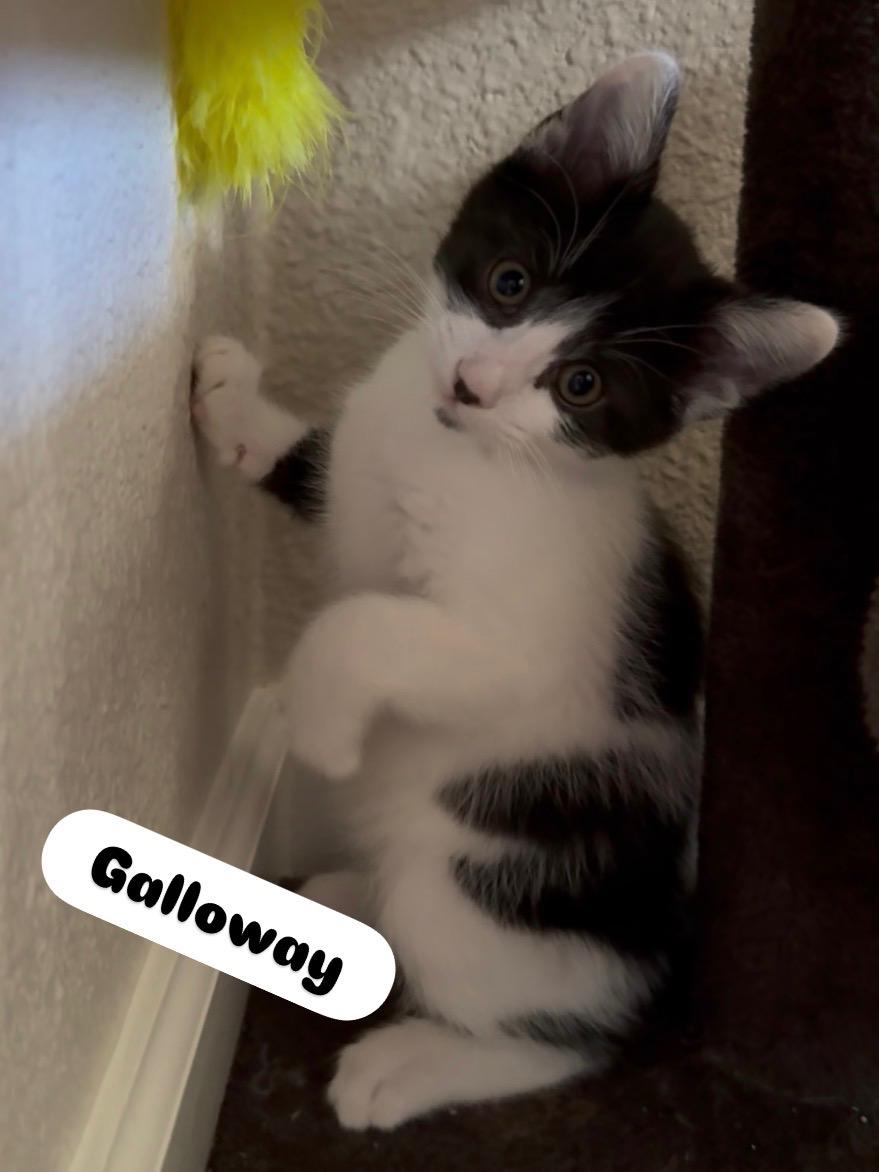 Galloway, a Adoptable mixed breed in Dixon, CA image 2/4