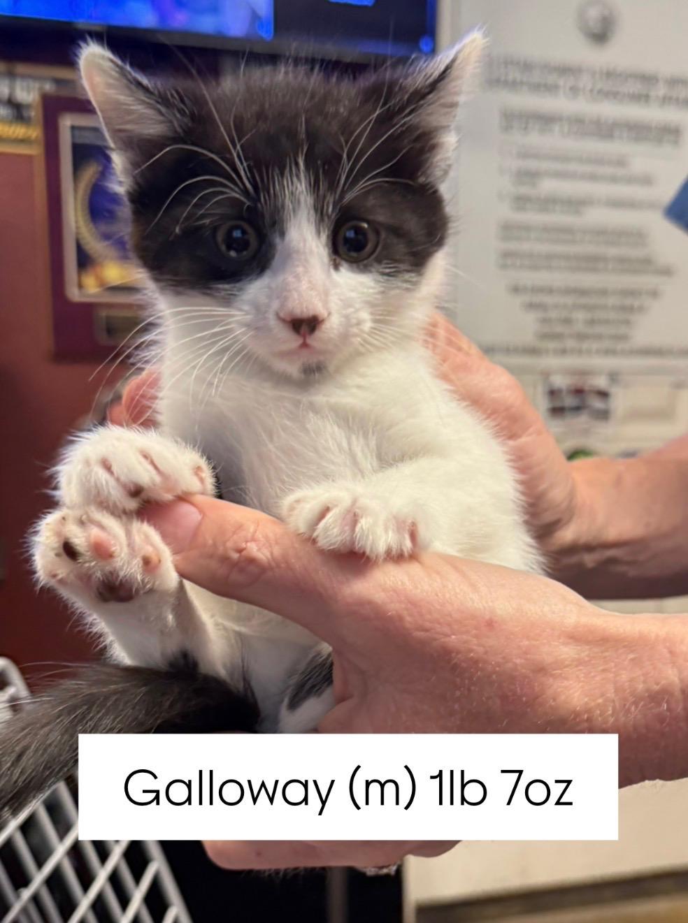 Galloway, a Adoptable mixed breed in Dixon, CA image 3/4