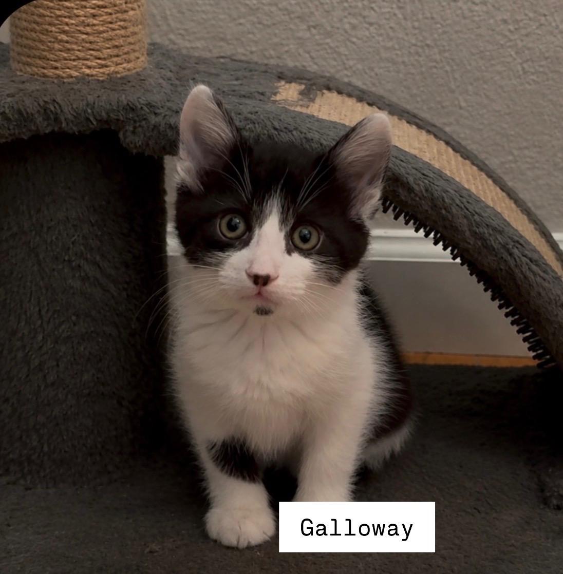 Galloway, a Adoptable mixed breed in Dixon, CA image 4/4