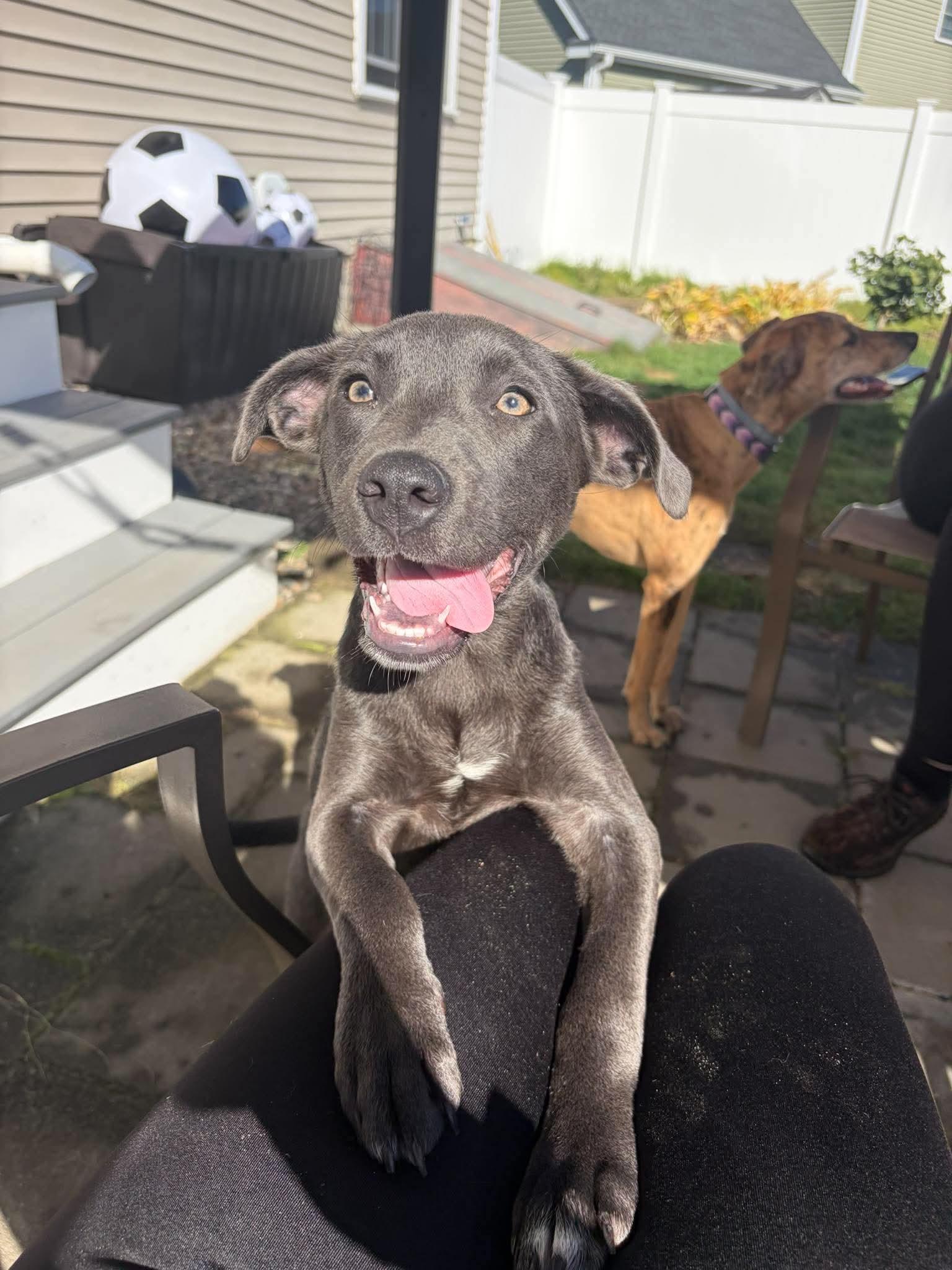 Preacher, Adopted, Puppy Male American Bully.