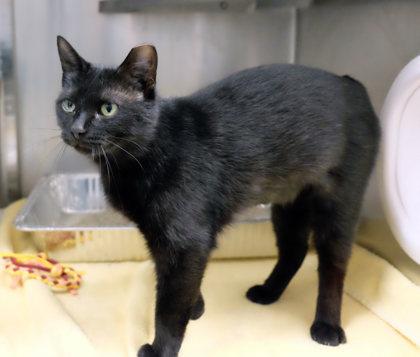 Enlarge Mia, a Adoptable Domestic Short Hair in Ann Arbor, MI image 1/3