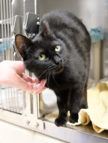 Enlarge Mia, a Adoptable Domestic Short Hair in Ann Arbor, MI image 2/3