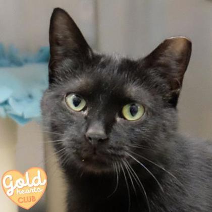 Enlarge Mia, a Adoptable Domestic Short Hair in Ann Arbor, MI image 3/3